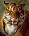 Аватар для TigerRr